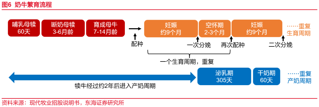 各位网友请教一下奶牛繁育流程