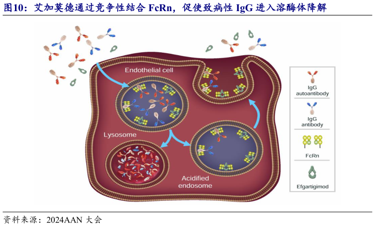 一起讨论下艾加莫德通过竞争性结合 FcRn,促使致病性 IgG 进入溶酶体降解?
