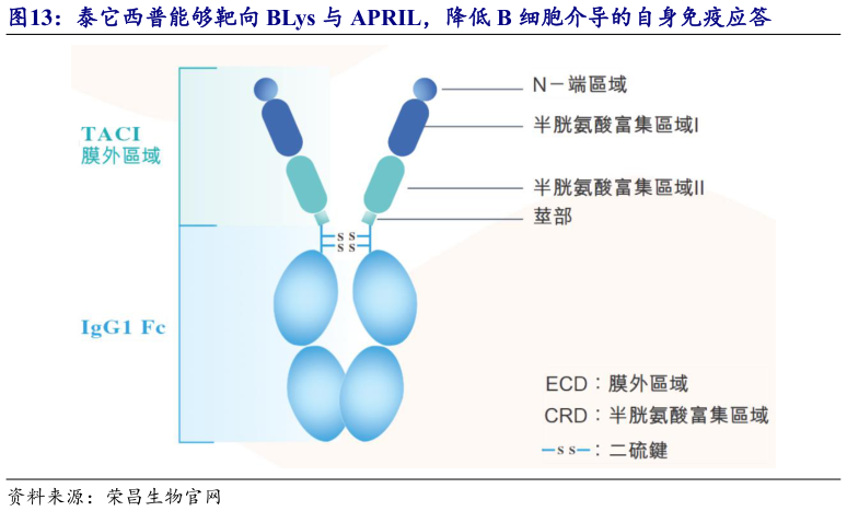 如何看待泰它西普能够靶向 BLys 与 APRIL,降低 B 细胞介导的自身免疫应答?