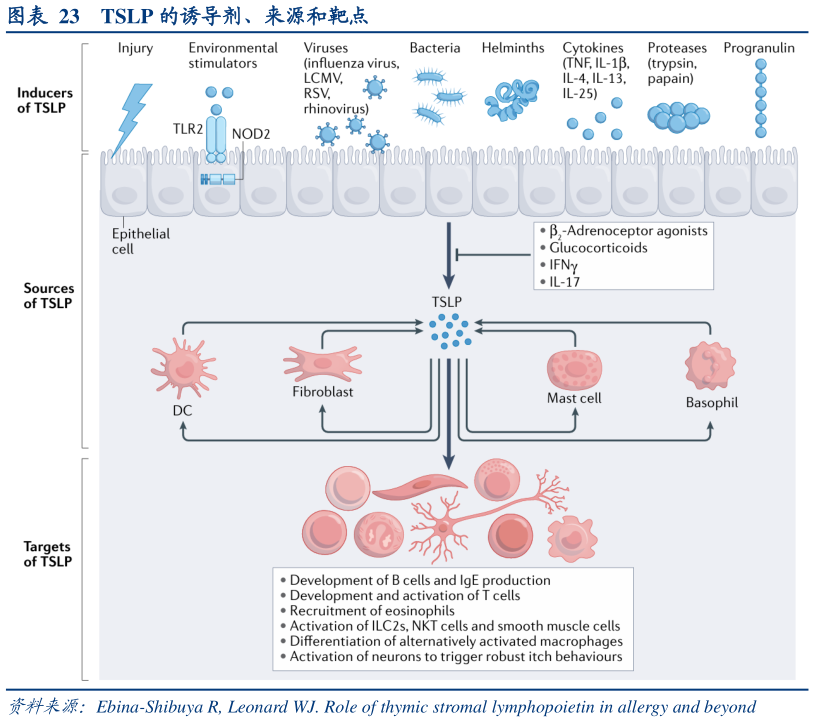 如何了解TSLP 的诱导剂、来源和靶点