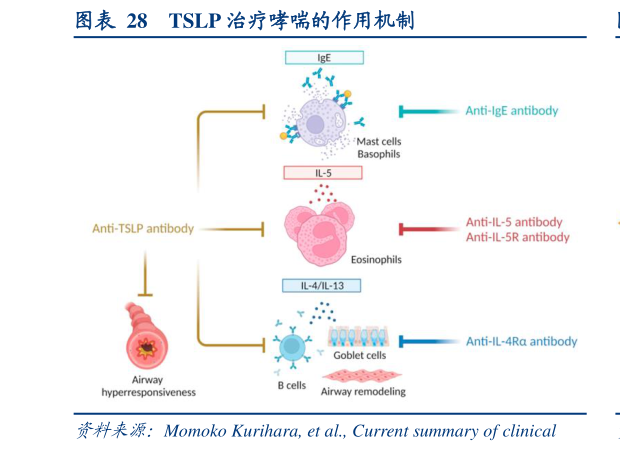 各位网友请教一下TSLP 治疗哮喘的作用机制