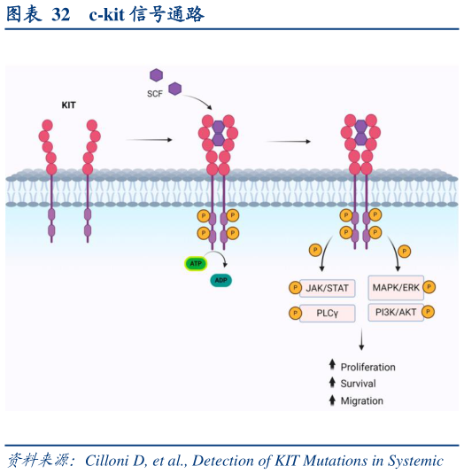 想关注一下c-kit 信号通路