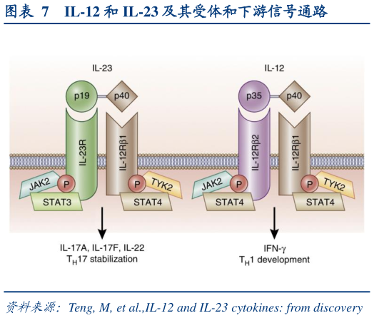 咨询下各位IL-12 和 IL-23 及其受体和下游信号通路?