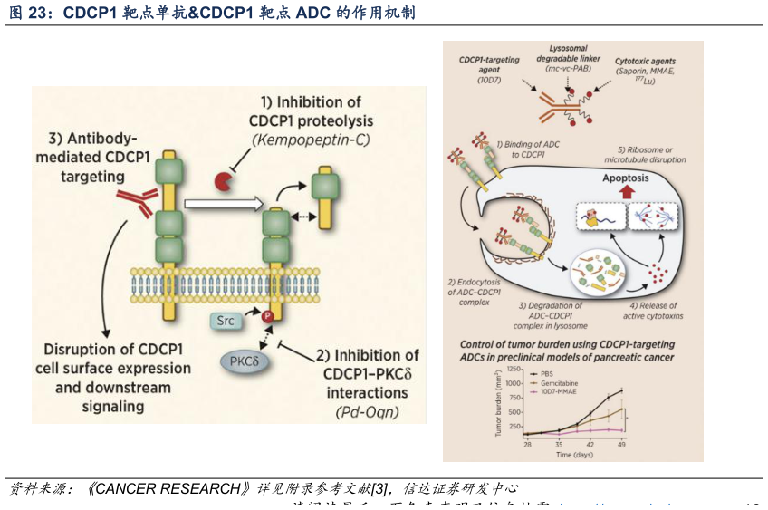 如何看待CDCP1 靶点单抗CDCP1 靶点 ADC 的作用机制