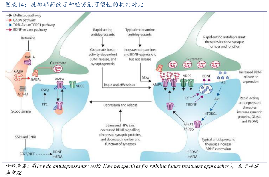 你知道抗抑郁药改变神经突触可塑性的机制对比