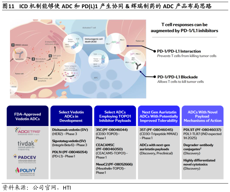 我想了解一下ICD 机制能够使 ADC 和 PDL1 产生协同  辉瑞制药的 ADC 产品布局思路