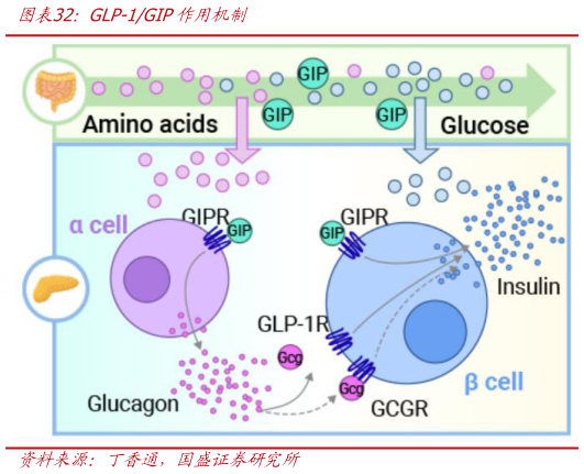 怎样理解GLP-1GIP作用机制