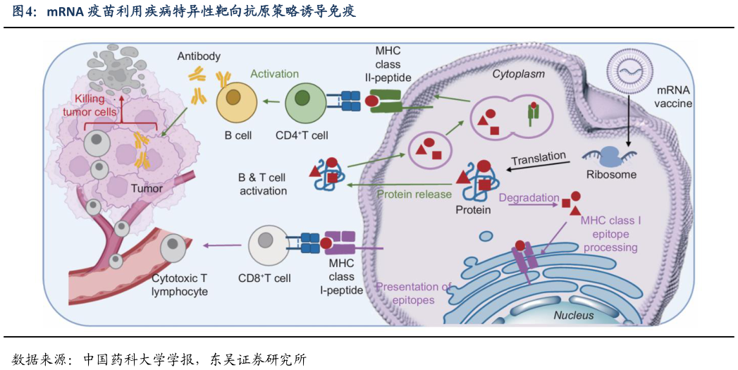 如何才能mRNA 疫苗利用疾病特异性靶向抗原策略诱导免疫?