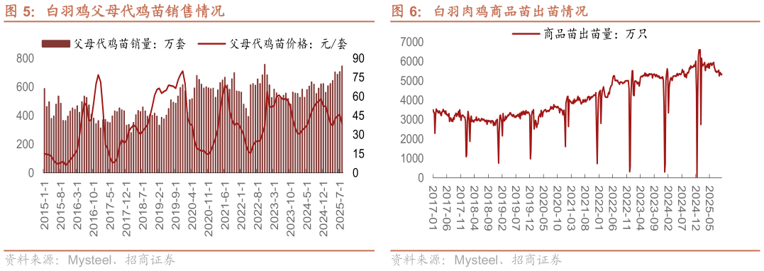 如何才能白羽肉鸡商品苗出苗情况?