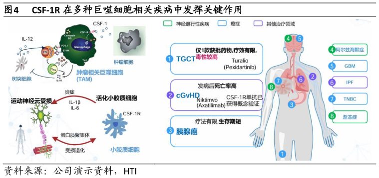 想问下各位网友CSF-1R 在多种巨噬细胞相关疾病中发挥关键作用