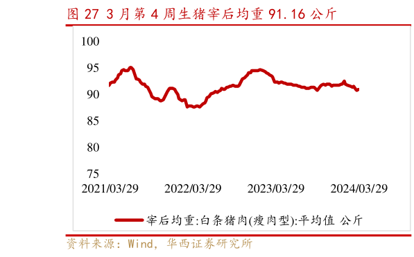 如何看待3 月第 4 周生猪宰后均重 91.16 公斤?