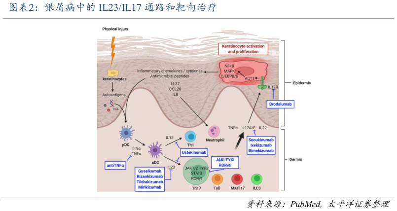 想问下各位网友银屑病中的 IL23IL17 通路和靶向治疗