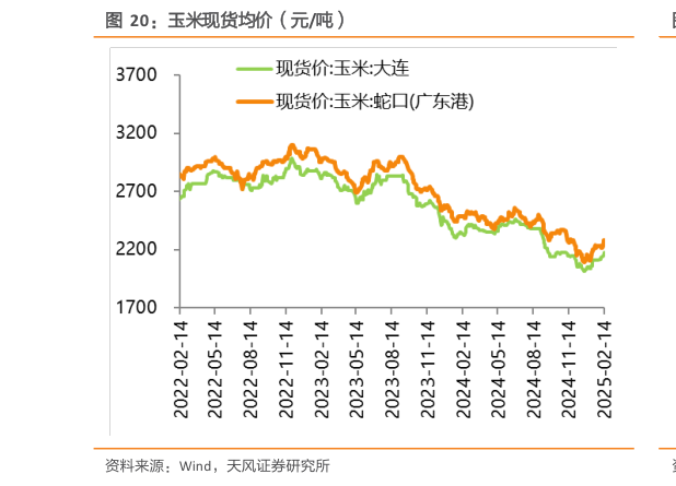 如何看待玉米现货均价（元吨）?