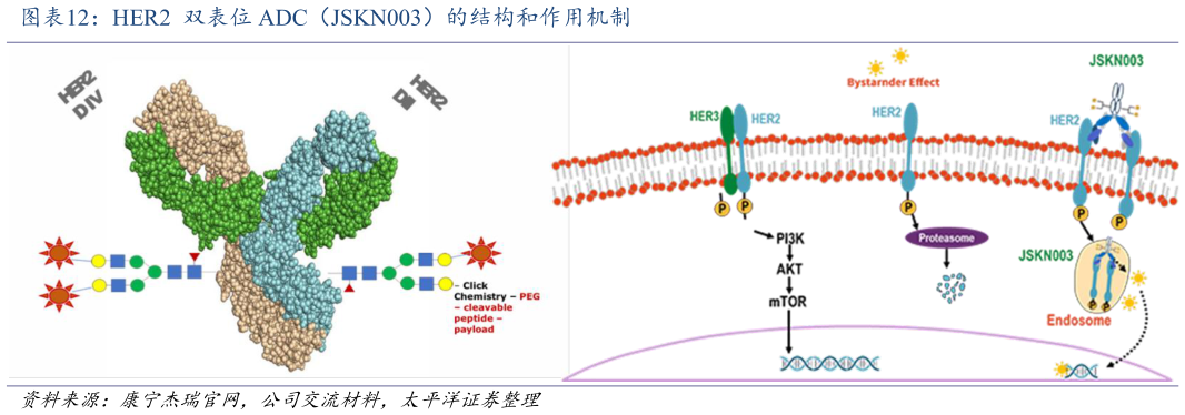 想问下各位网友HER2  双表位 ADC（JSKN003）的结构和作用机制
