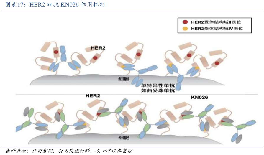 如何了解HER2 双抗 KN026 作用机制