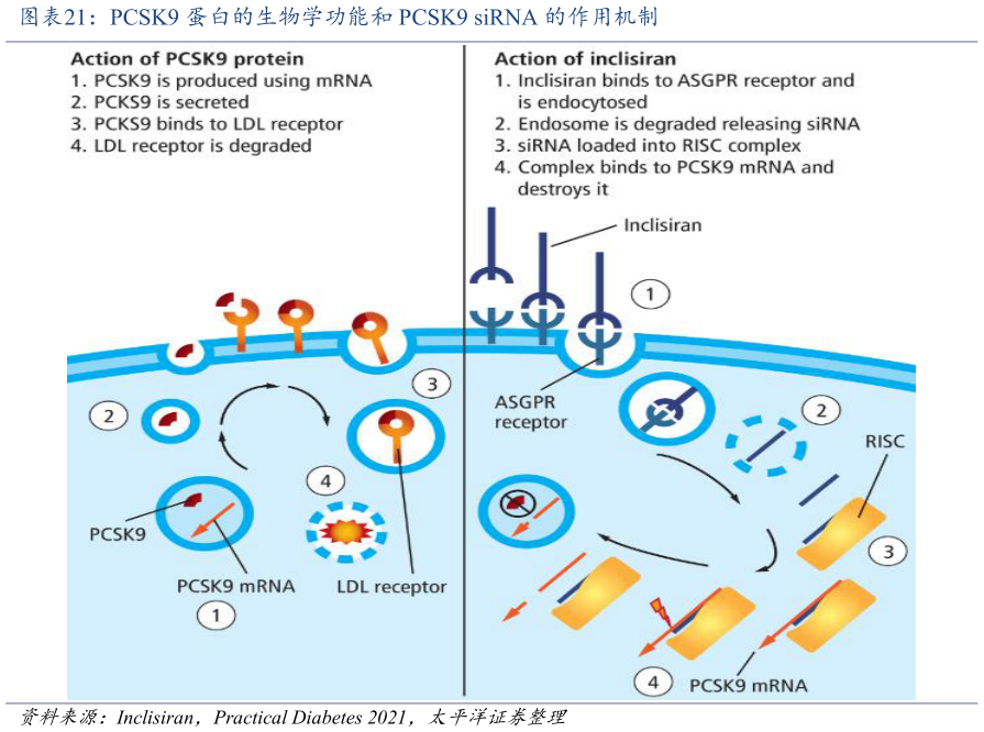 你知道PCSK9 蛋白的生物学功能和 PCSK9 siRNA 的作用机制