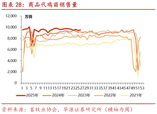 一起讨论下商品代鸡苗销售量?