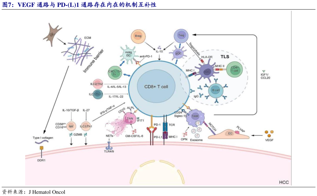 如何看待VEGF 通路与 PD-L1 通路存在内在的机制互补性