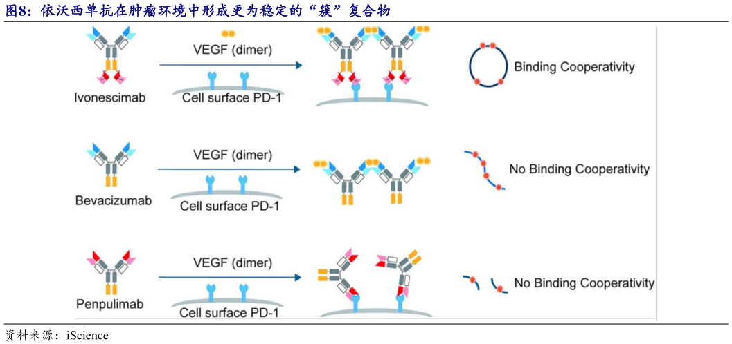 如何了解依沃西单抗在肿瘤环境中形成更为稳定的“簇”复合物