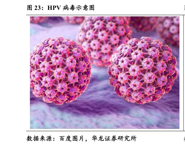 我想了解一下HPV 病毒示意图?