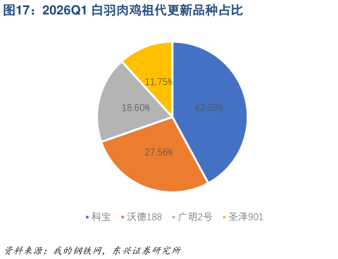 如何才能2026Q1 白羽肉鸡祖代更新品种占比?