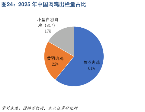 谁知道2025 年中国肉鸡出栏量占比?