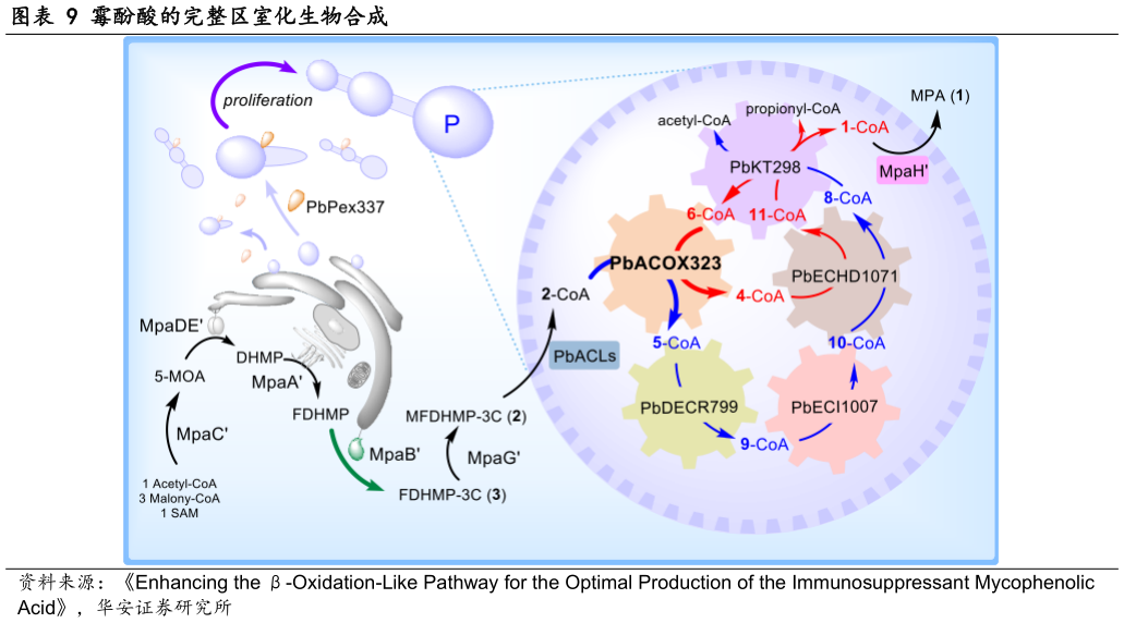怎样理解霉酚酸的完整区室化生物合成