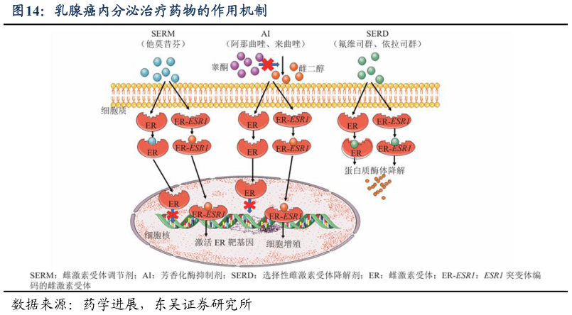 一起讨论下乳腺癌内分泌治疗药物的作用机制