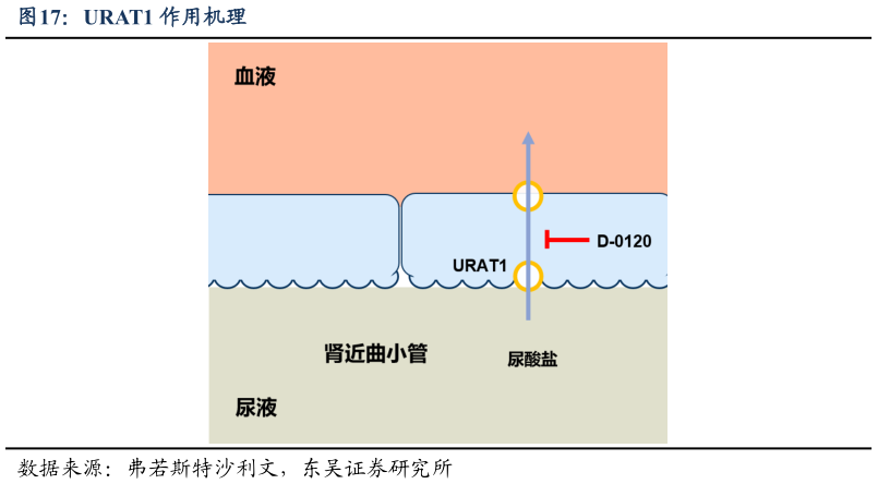 想关注一下URAT1 作用机理