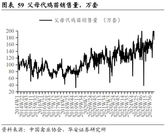 咨询大家父母代鸡苗销售量,万套?