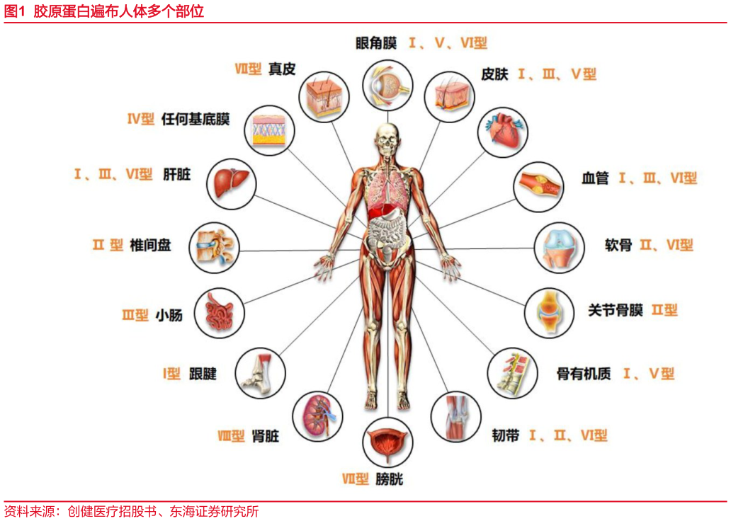 一起讨论下胶原蛋白遍布人体多个部位?