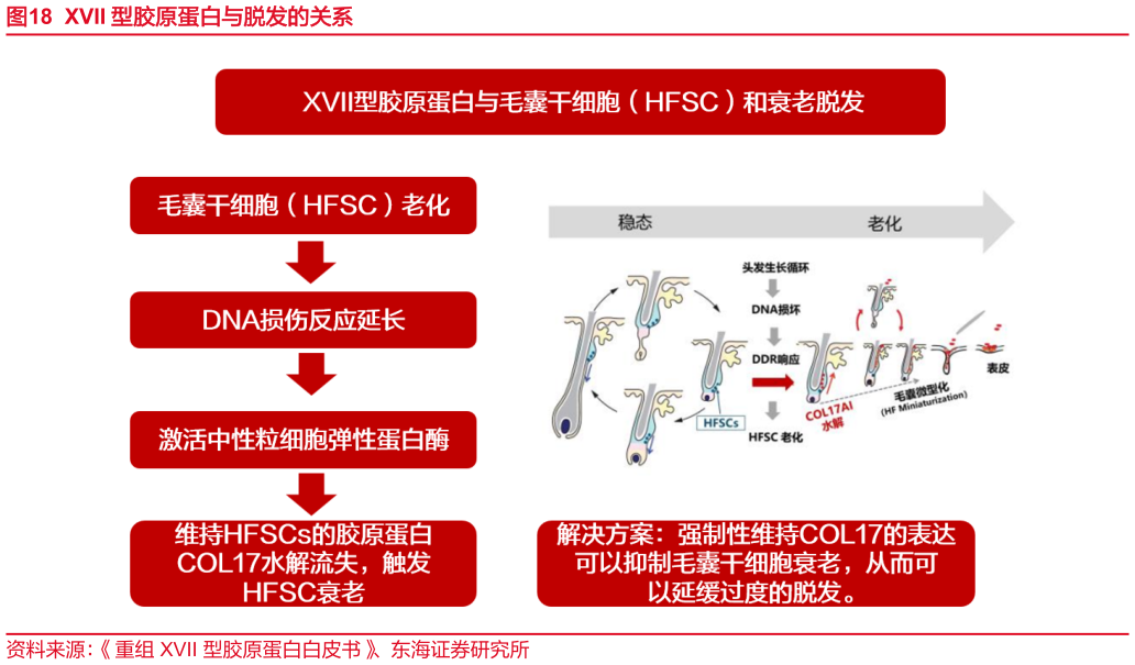想问下各位网友XVII 型胶原蛋白与脱发的关系?