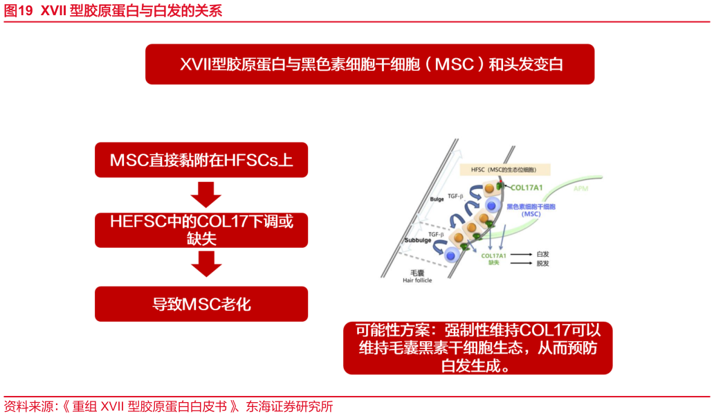 咨询大家XVII 型胶原蛋白与白发的关系?