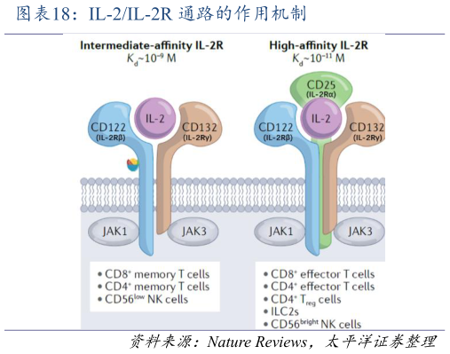 咨询大家IL-2IL-2R 通路的作用机制