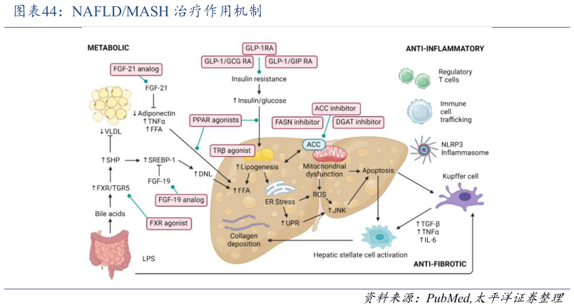 怎样理解NAFLDMASH 治疗作用机制