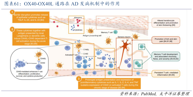 如何了解OX40-OX40L 通路在 AD 发病机制中的作用
