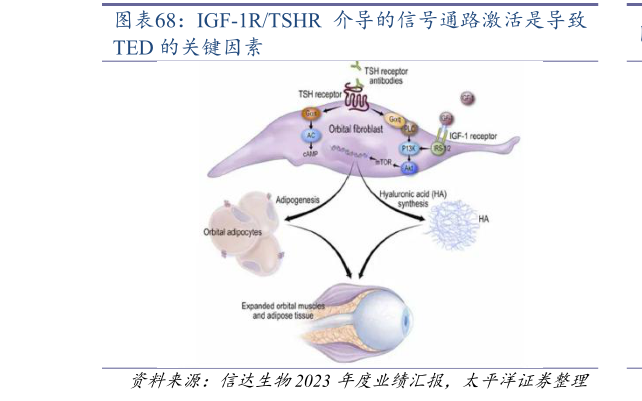 我想了解一下IGF-1RTSHR  介导的信号通路激活是导致