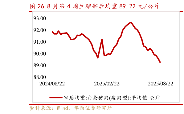 如何看待8 月第 4 周生猪宰后均重 89.22 元公斤?