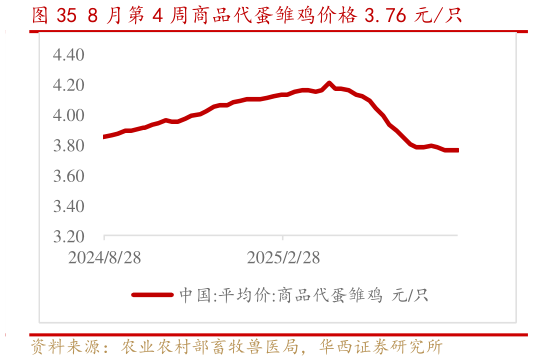 各位网友请教一下8 月第 4 周商品代蛋雏鸡价格 3.76 元只?