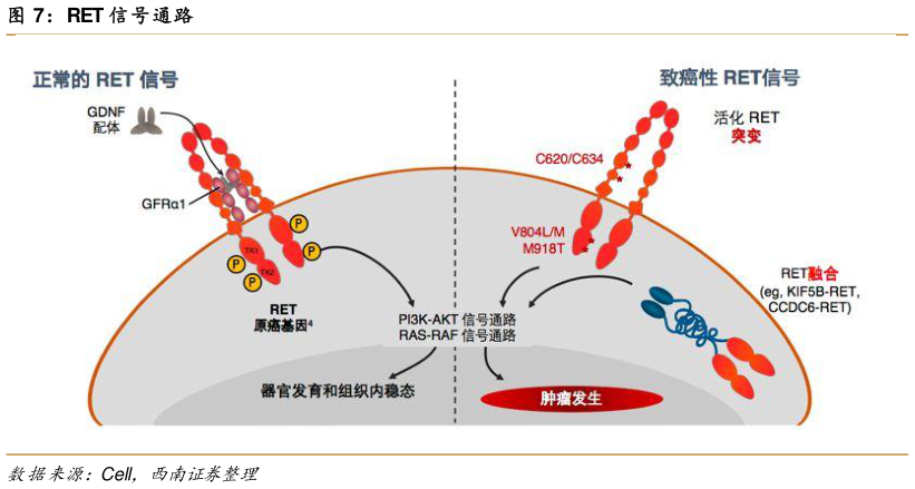 咨询大家RET 信号通路