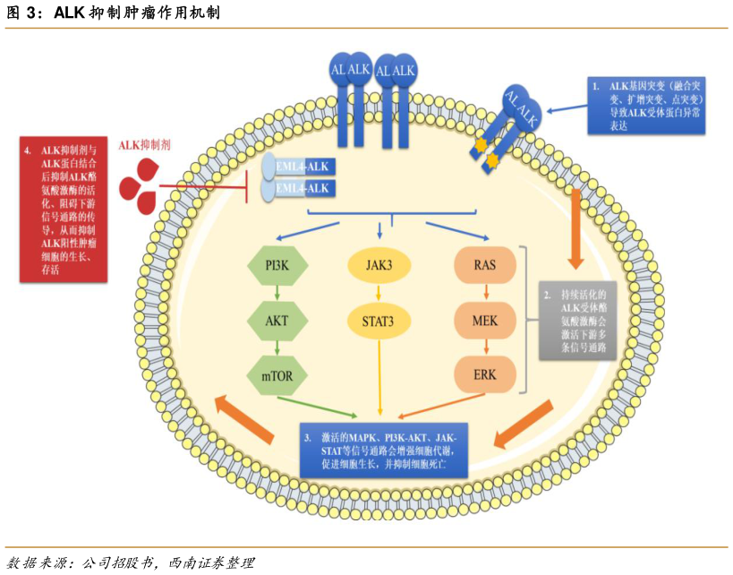 你知道ALK 抑制肿瘤作用机制