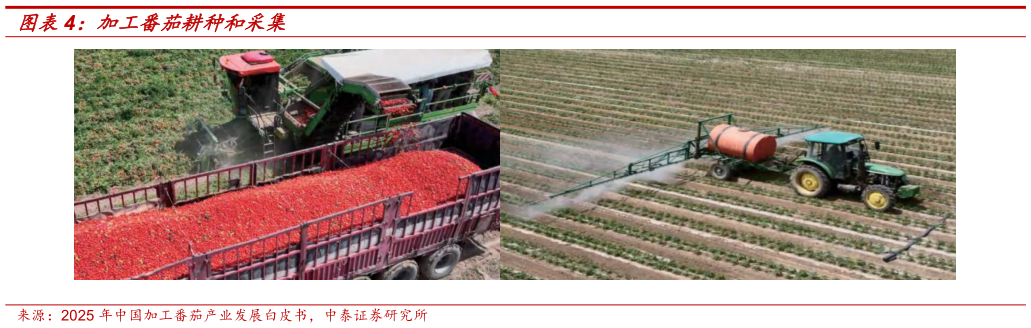 各位网友请教一下加工番茄耕种和采集