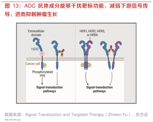如何看待ADC 抗体成分能够干扰靶标功能，减弱下游信号传