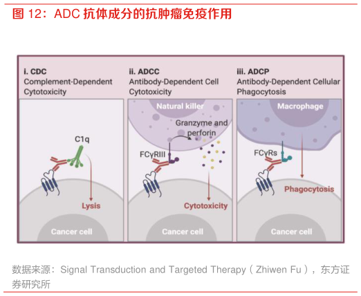 咨询下各位ADC 抗体成分的抗肿瘤免疫作用