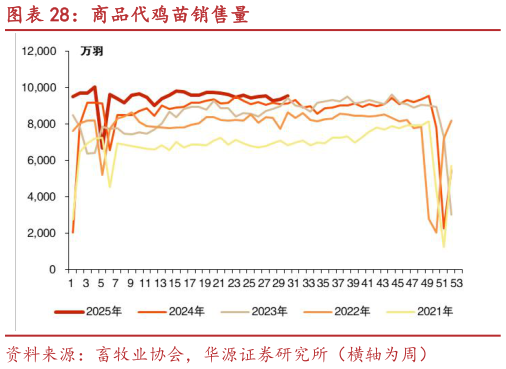如何解释商品代鸡苗销售量?