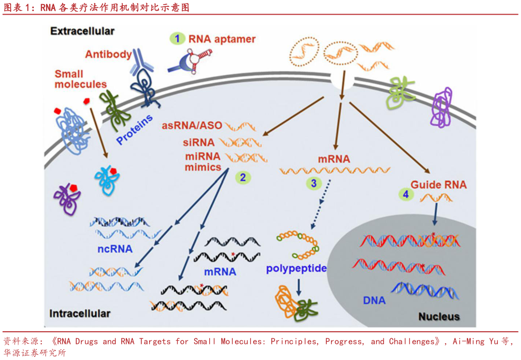 你知道RNA 各类疗法作用机制对比示意图