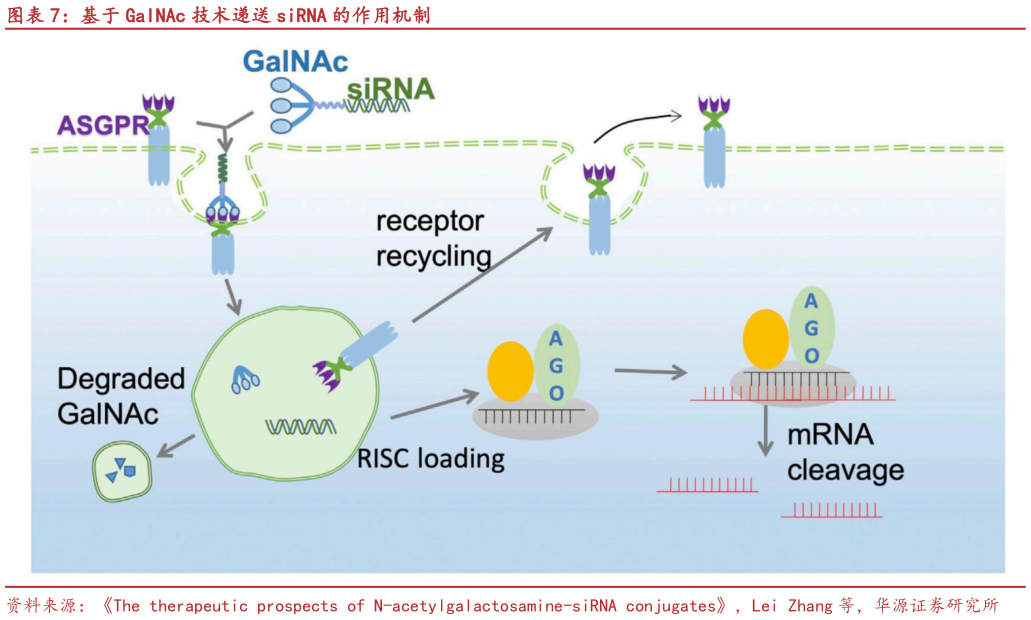 如何看待基于 GalNAc 技术递送 siRNA 的作用机制