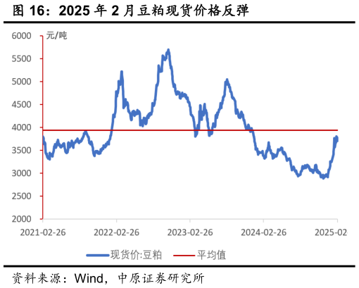 如何看待2025 年 2 月豆粕现货价格反弹?