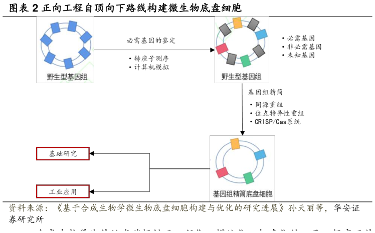 咨询下各位正向工程自顶向下路线构建微生物底盘细胞?