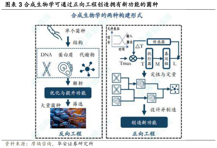 怎样理解合成生物学可通过正向工程创造拥有新功能的菌种?